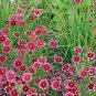 20 PCS Seeds Rare Hardy Multi-color Jewel Ruby Frost Coreopsis Flower