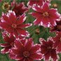 20 PCS Seeds Rare Hardy Multi-color Jewel Ruby Frost Coreopsis Flower