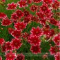 20 PCS Seeds Rare Hardy Multi-color Jewel Ruby Frost Coreopsis Flower