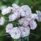 50 PCS Seeds Rare Hardy Perennial Dianthus 'Crimson Rim' Carnation Flower 50 PCS Seeds Rare Hardy Perennial Dianthus 'Crimson Rim' Carnation Flower