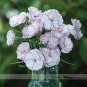 50 PCS Seeds Rare Hardy Perennial Dianthus 'Crimson Rim' Carnation Flower