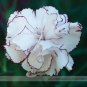 50 PCS Seeds Rare Hardy Perennial Dianthus 'Crimson Rim' Carnation Flower