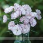 50 PCS Seeds Rare Hardy Perennial Dianthus 'Crimson Rim' Carnation Flower