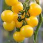 100 PCS Seeds Rare Hawaii Bright Yellow Cherry Tomato