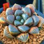 5 PCS Seeds Rare Haworthia obtusa Semilucent Red Milky White Succulent
