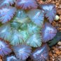5 PCS Seeds Rare Haworthia obtusa Semilucent Red Milky White Succulent