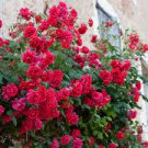 50 PCS Seeds Rare Heathcliff Dark Red Cupped Double Rose 50 PCS Seeds Rare Heathcliff Dark Red Cupped Double Rose