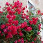 50 PCS Seeds Rare Heathcliff Dark Red Cupped Double Rose