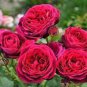 50 PCS Seeds Rare Heathcliff Dark Red Cupped Double Rose