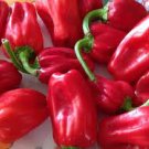 25 PCS Seeds Rare heirloom Aleppo pepper (pure strain) Fresh Organic