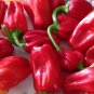 25 PCS Seeds Rare heirloom Aleppo pepper (pure strain) Fresh Organic