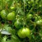 100 PCS Seeds Rare Heirloom Arbuznyi Big Green Tomato with Dark Green Line Organic