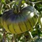 100 PCS Seeds Rare Heirloom Arbuznyi Big Green Tomato with Dark Green Line Organic