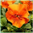 30 PCS Seeds Rare Heirloom Beautiful Orange Pansy 30 PCS Seeds Rare Heirloom Beautiful Orange Pansy