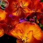 30 PCS Seeds Rare Heirloom Beautiful Orange Pansy