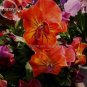 30 PCS Seeds Rare Heirloom Beautiful Orange Pansy