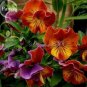 30 PCS Seeds Rare Heirloom Beautiful Orange Pansy