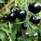 200 PCS Seeds Rare Heirloom Big Black Tomato 'Xu Fu Ji' Organic 200 PCS Seeds Rare Heirloom Big Black Tomato 'Xu Fu Ji' Organic