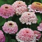 5 PCS Seeds Rare Heirloom Big Blooming Purple Peony Shrub Flower 'Zi Cai' 5 PCS Seeds Rare Heirloom Big Blooming Purple Peony Shrub Flower 'Zi Cai'