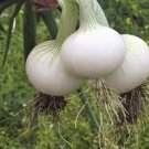 500 PCS Seeds Rare Heirloom Big Round White Onion Vegetables Organic