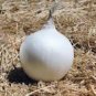 500 PCS Seeds Rare Heirloom Big Round White Onion Vegetables Organic