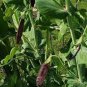 5 PCS Seeds Rare Heirloom Black Big Pea