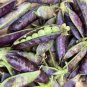 5 PCS Seeds Rare Heirloom Black Big Pea