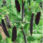 5 PCS Seeds Rare Heirloom Black Big Pea