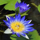 1 PCS Seeds Rare Heirloom Blue Water Lily Flower