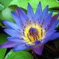 1 PCS Seeds Rare Heirloom Blue Water Lily Flower