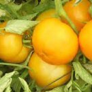100 PCS Seeds Rare Heirloom 'Foshou' Big Yellow Tomato 100 PCS Seeds Rare Heirloom 'Foshou' Big Yellow Tomato