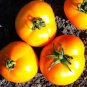100 PCS Seeds Rare Heirloom 'Foshou' Big Yellow Tomato