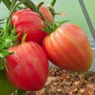 20 PCS Seeds Rare Heirloom 'OX Horn' Long Red Green Tomato Organic