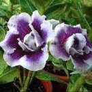 2 PCS Seeds Rare Heirloom 'Tasi' Purple Red Adenium Perennial Flower 2 PCS Seeds Rare Heirloom 'Tasi' Purple Red Adenium Perennial Flower