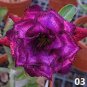 2 PCS Seeds Rare Heirloom 'Tasi' Purple Red Adenium Perennial Flower