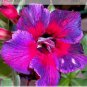 2 PCS Seeds Rare Heirloom 'Tasi' Purple Red Adenium Perennial Flower