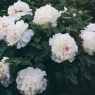 5 PCS Seeds Rare Heirloom 'Xue Shan Jin Ding' White Black White Black Peony Tree Flower 5 PCS Seeds Rare Heirloom 'Xue Shan Jin Ding' White Black White Black Peony Tree Flower