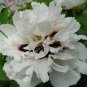 5 PCS Seeds Rare Heirloom 'Xue Shan Jin Ding' White Black White Black Peony Tree Flower