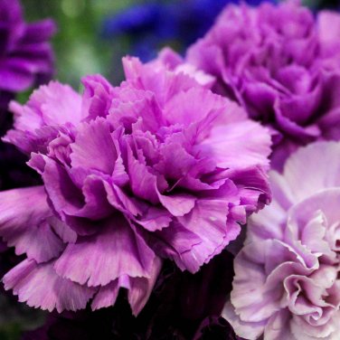 50 PCS Seeds Rare Heirloom 'Zi Zun' Purple Carnation Annual Flowers