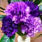 50 PCS Seeds Rare Heirloom 'Zi Zun' Purple Carnation Annual Flowers