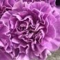 50 PCS Seeds Rare Heirloom 'Zi Zun' Purple Carnation Annual Flowers