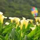 100 PCS Seeds Rare Heirloom Bonsai Different Types of Calla Lily Flower 100 PCS Seeds Rare Heirloom Bonsai Different Types of Calla Lily Flower
