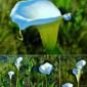 100 PCS Seeds Rare Heirloom Bonsai Different Types of Calla Lily Flower
