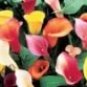 100 PCS Seeds Rare Heirloom Bonsai Different Types of Calla Lily Flower