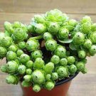 10 PCS Seeds Rare Heirloom Cluster of Greenovia Drodentalis Succulent Bonsai
