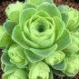 10 PCS Seeds Rare Heirloom Cluster of Greenovia Drodentalis Succulent Bonsai
