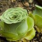 10 PCS Seeds Rare Heirloom Cluster of Greenovia Drodentalis Succulent Bonsai