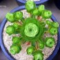 10 PCS Seeds Rare Heirloom Cluster of Greenovia Drodentalis Succulent Bonsai
