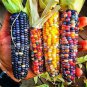 20 PCS Seeds Rare Heirloom Colorful Hybrid Corn