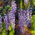 100 PCS Seeds Rare Heirloom Dark Blue Wisteria Hybrid Flower